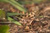 Bush Cricket