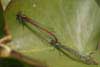 Damselfly Large Red