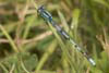 Damselfly Common Blue