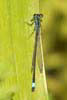 Blue tailed Damselfly