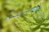 Common Blue Damselfly