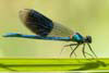 Banded Agrion Damselfly