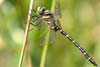 Gold-ringed Dragonfly