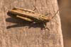Grasshopper
