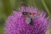 Moth 5 Spot Burnet