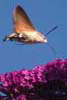 Hummingbird Hawkmoth
