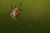 Spider spins web