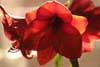Amaryllis
