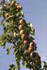 Apple tree