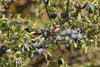 Blackthorn