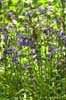 Bluebells