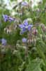 Borage