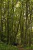East Cowes Esplanade woods