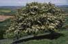 Hawthorn