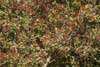 Hawthorn