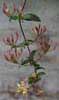 Honeysuckle