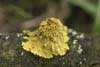 Lichen
