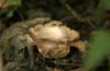 Earthster mushroom