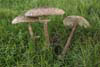 Shaggy Parasols