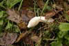 Stinkhorn