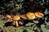 Mushrooms