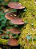 Mushroom steps