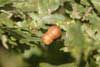 Oak gall