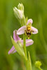 Bee Orchid