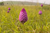 Pyramidal Orchid