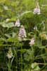 Heath Spotted Orchid
