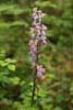 Loose Flowered Orchid