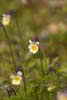 Pale Butterwort