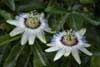 Passion flower