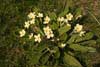 Primrose