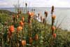 Red Hot Pokers