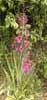 Wild gladiolus
