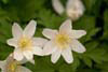 Wood Anemone