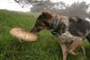 Patsy and mushroom